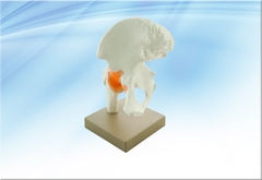 Mô hình xương khớp hông