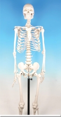 Mô hình xương người