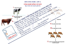 Quy trình cấy truyền phôi bò