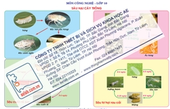 Sâu hại cây trồng