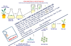 Sơ đồ về quy trình công nghệ tế bào thực vật trong vi nhân giống cây trồng