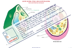 So sánh tế bào thực vật, động vật (Tranh giấy)