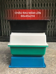 Chậu trồng cây rau mầm