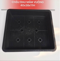 Chậu trồng cây rau mầm