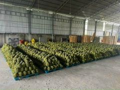 Pallet cốc nhựa LONG AN