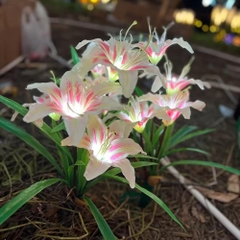 Đèn LED Mô Phỏng Bông Hoa Loa Kèn - Simulation lily flowers light cho Vườn Ánh Sáng Zalaa Light Garden