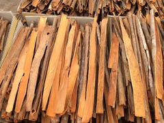 SPLIT CASSIA