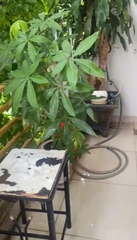 Ban công trước nhà Phường Bửu Long