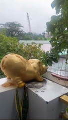 Ban công trước nhà Phường Bửu Long