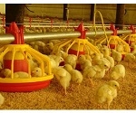 Máy Ozone cho trang trại gia cầm