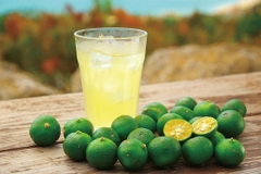Nước cốt chanh xanh hiệu QuickLime - Squeezed Lime Juice ( Cocktail & Drinks ) 500ml