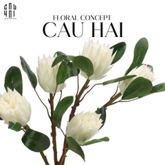 CÀNH HOA TRÀ PROTEA KING - WHITE