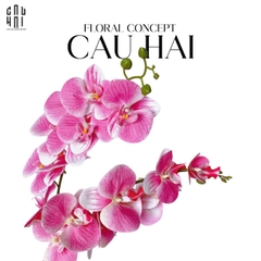 SET 2 CÀNH LAN HỒ ĐIỆP BLISS ORCHIDS - HỒNG PHẤN