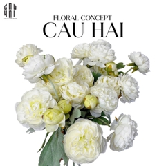SET 2 CÀNH MAO LƯƠNG RANUNCULUS - TRẮNG