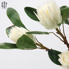 CÀNH HOA TRÀ PROTEA KING - WHITE