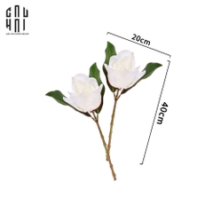 SET 2 HOA MỘC LAN TRẮNG - MAGNOLIA GRANDIFLORA