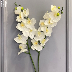 SET 2 CÀNH LAN HỒ ĐIỆP CÁNH XOĂN - TRẮNG