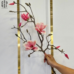 CÀNH NGỌC LAN MAGNOLIA