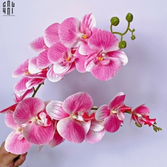 SET 2 CÀNH LAN HỒ ĐIỆP BLISS ORCHIDS - HỒNG PHẤN