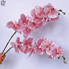 SET 2 CÀNH LAN HỒ ĐIỆP CÁNH XOĂN - HỒNG