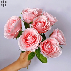 BÓ 8 HOA HỒNG CAM BABE
