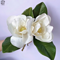 SET 2 HOA MỘC LAN TRẮNG - MAGNOLIA GRANDIFLORA