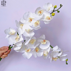 SET 2 CÀNH LAN HỒ ĐIỆP CÁNH XOĂN - TRẮNG