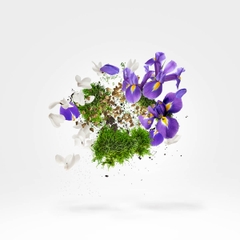 XERJOFF AMBER STAR & STAR MUSK