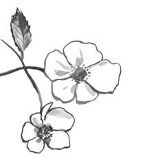 Frederic Malle Candle - Rosa Rugosa 220g