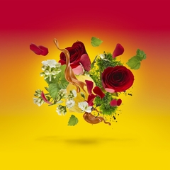 CASAMORATI LEVAR DEL SOLE