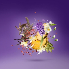 XERJOFF PURPLE ACCENTO