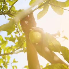 Maison Margiela PFM Replica Under The Lemon Trees