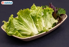 ĐĨA PHÍP THUYỀN 1285