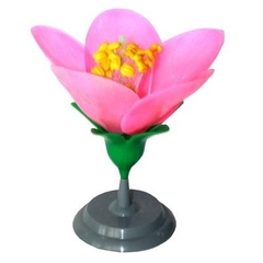 Mô hình cấu tạo hoa đào