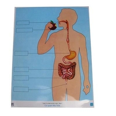 Tranh Cơ Quan Tiêu hóa