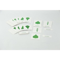 Botany Cabinet Nomenclature Cards