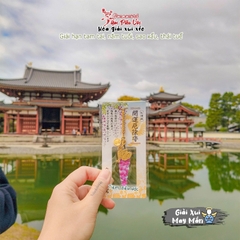 May Mắn - Hoa Tử Đằng - Phoenix