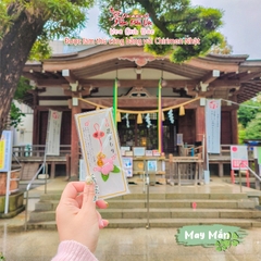 May Mắn - Anh Đào - Shibuya