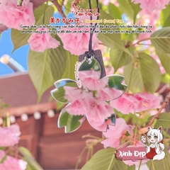Tình Yêu - Gương Hoa Anh Đào Xinh Đẹp