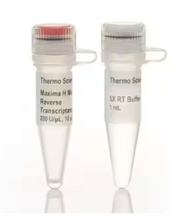 Maxima H Minus Reverse Transcriptase