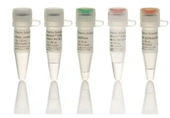 Maxima H Minus Reverse Transcriptase