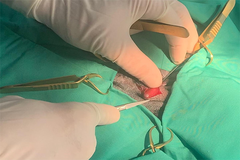 Phẫu thuật cắt túi hậu môn ở mèo