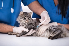 Tiêm chủng vaccine phòng 4 bệnh cho mèo