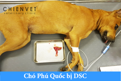 Phẫu thuật cho chó Phú Quốc bị D.S.C (Dermoid Sinus Cyst)