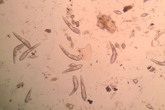 Bệnh ghẻ do Demodex Canis gây ra trên chó