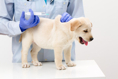 Khám sàng lọc trước khi tiêm phòng cho chó tại Chien Vet Clinic