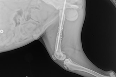 Phẫu thuật gãy xương cho thú cưng