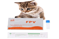 Dịch vụ xét nghiệm các bệnh virus cho mèo