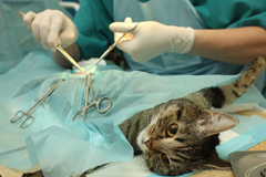 Dịch vụ triệt sản mèo cái tại Hanoi Petcare - Chien Vet Clinic