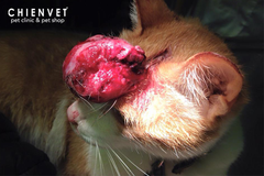Phẫu thuật khối u trên đầu của mèo
